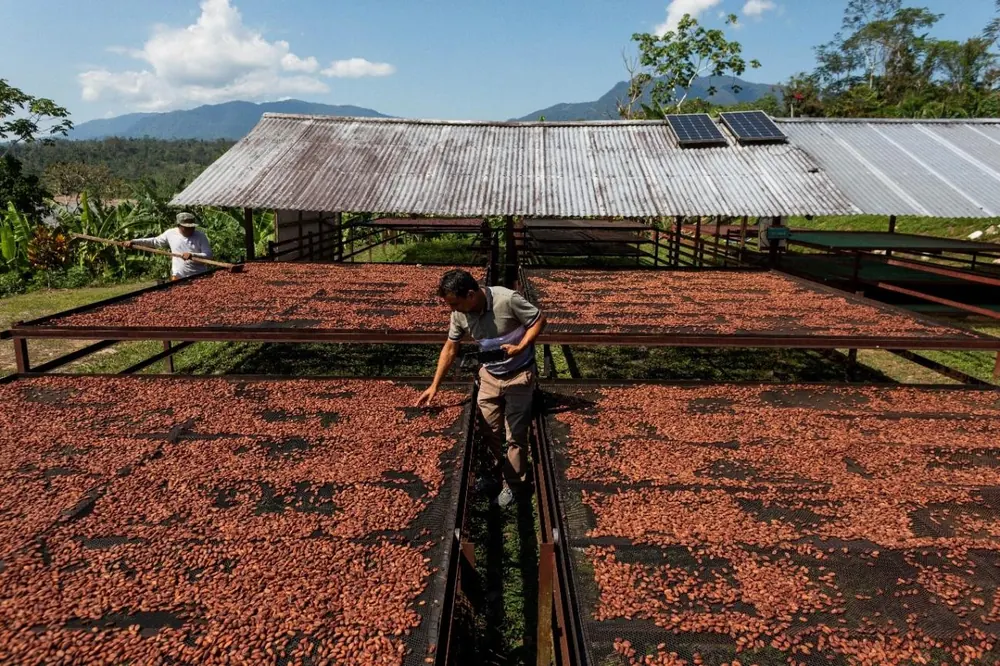 Cacao beans drying in the sun