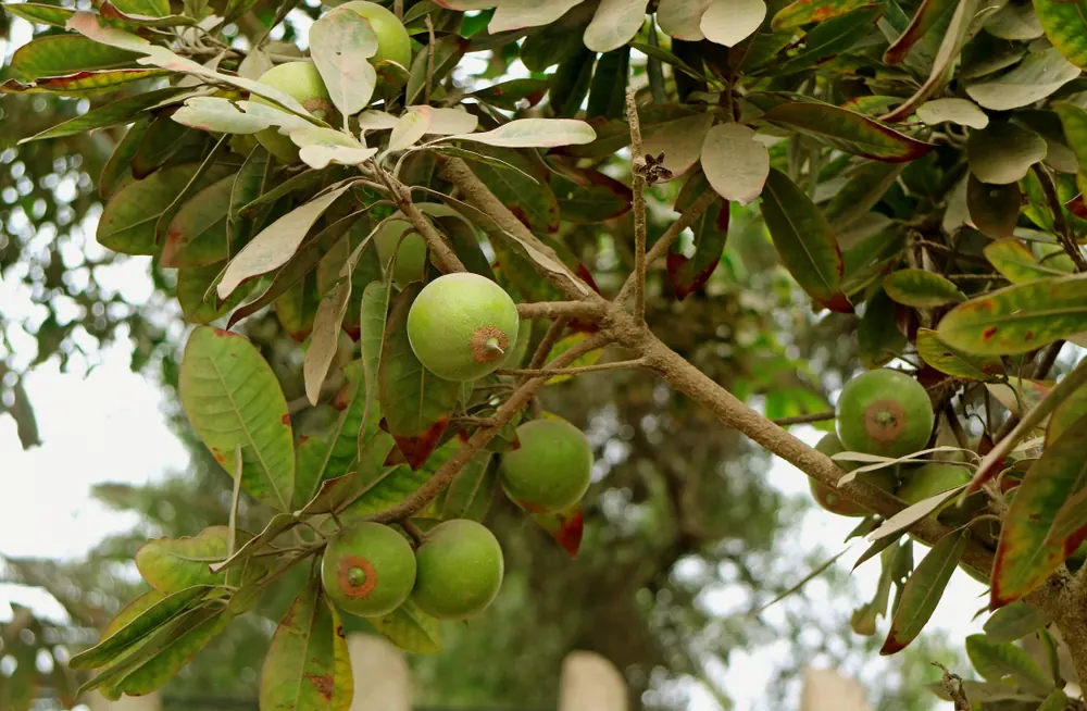 Lúcuma fruit growing on a tree
