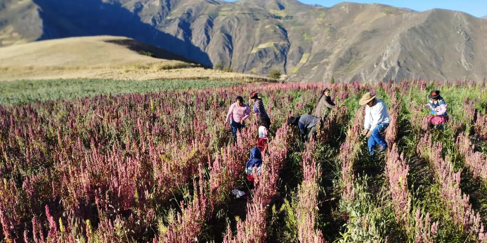 Quinoa harvest in an Andean valley